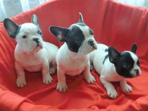 Französische Bulldogge Welpen