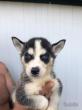 Siberian Husky Welpen