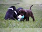 Sube Labradotr Retriever welpen