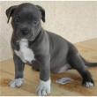 American Pitbull Blue