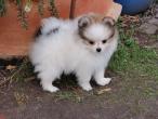 Fantastisch schöne Pomeranian Welpen