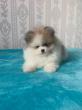Super süße pomeranian Welpen
