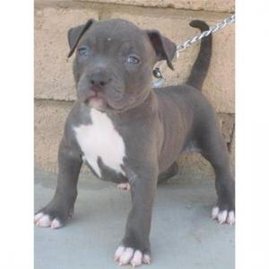 Atemberaubende Pitbull Welpen