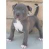 Atemberaubende Pitbull Welpen