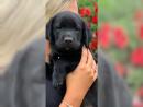 Wunderschöne lackschwarze Labrador Welpen