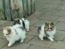 Fantastisch schöne Pomeranian Welpen