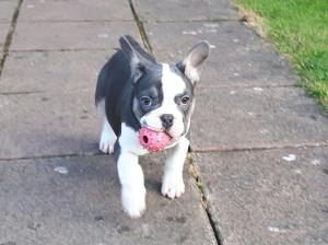 Französische Bulldoggen Welpen aus super