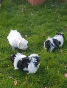 Charmante Babyschlampe Shih Tzu