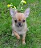 Chihuahua-Welpe