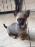 Chihuahua welpen
