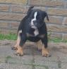Old English Bulldog Welpen