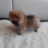 Pomeranian Zwergspitz Rüde mit Ahnentafel