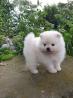 Reinrassige Zwergspitz Pomeranian welpen