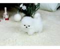 Mini Pomeranian Zwergspitz Boo Welpen