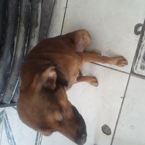 Strassenhunden in Brasilien helfen