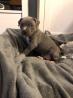 American Pit Bull Blueline