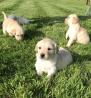 Golden Retriever-Welpen