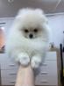 Pomeranian Zwergspitzwelpe