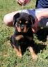 Wunderschöner Wurf von Rottweiler Welpen