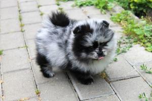 Reinrassige Pomeranian Welpen mit Stammbaum