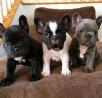 Entzückende französische Bulldoggen zur Adoption