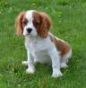 Fantastischer Cavalier King Charles