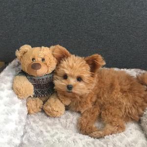 Maltipoo Welpen