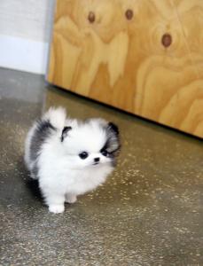 Zwergspitz (Pomeranian) Mädchen