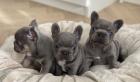 Französische Bulldoggen-Welpen verfügbar