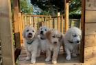 Golden Retriever Welpen zu verkaufen