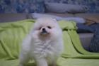 Pomeranian Zwergspitz Welpen Wunderschöne,