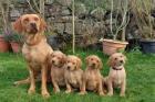 Wunderschöne Labrador Retriever Welpen zu verkaufen