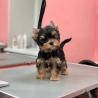 Yorkshire Terrier Welpen zu verkaufen