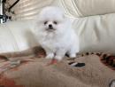 Pomeranian Zwergspitz Welpe
