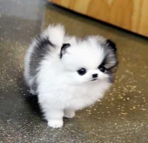 Charmante Pomeranian Spitzwelpe Bella