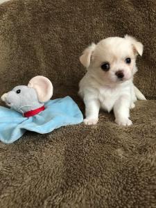 Reinrassige Chihuahua-Welpen