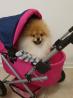 Pomeranian Spitzwelpe Lucy