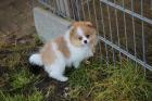 Süße Pomeranian Boo