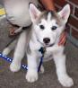 Siberian Husky Welpen mit papieren
