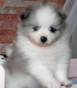 Pomeranian Zwergspitz-Welpe