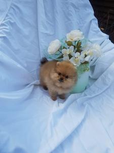 Zwerg Spitz (Pomeranian) Welpe