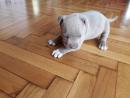 American Pit Bull Blueline