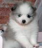Pomeranian Zwergspitz-Welpe