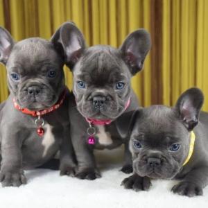 Französische Bulldoggenwelpen zu verkaufen WhatsApp/Viber +48785742139