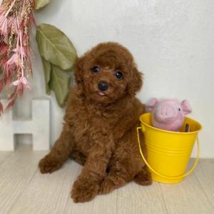 Poedel Puppies Beschikbaar voor verkoop Whatsapp/Viber +48785742139