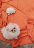 Charmante Reinrassigen Zwergspitz Pomeranian Welpe