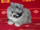Pomeranian Zwergspitz blaue Augen