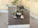 American Pit Bull Blueline