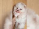 Außergewöhnlich Pomeranian Spitz Welpe