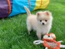 Außerordentlich Pomeranian Zwergspitz Velma